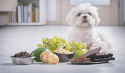 waarom is chocolade slecht voor honden